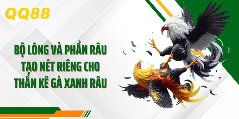 Bộ lông và phần râu tạo nét riêng cho thần kê gà xanh râu